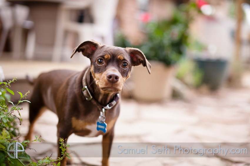 backyard Wedding dog